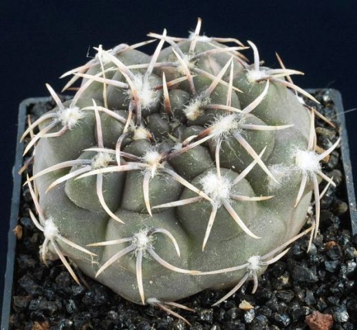 Gymnocalycium_albiareolatum